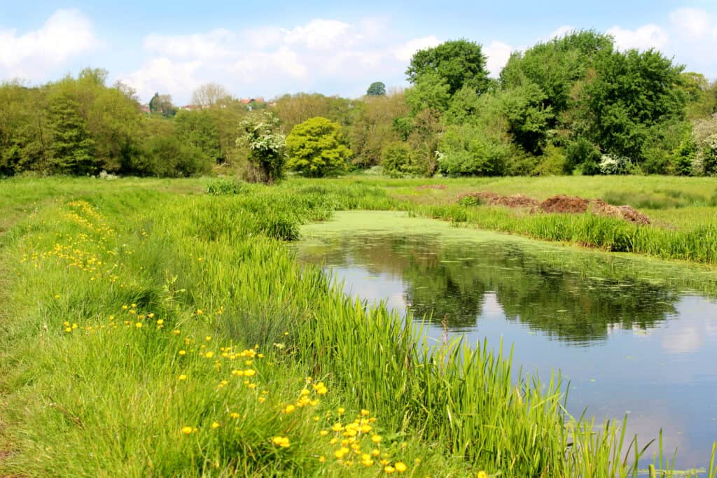 Photo showing a tranquil English countryside scene, with a still pond reflecting the blue sky and clouds, next to a green field / wildflower meadow filled with dandelions, daisies and buttercups. Of interest, this pond is actually a short abandoned stretch of old canal and over the years, it has been colonised by native flora and fauna.